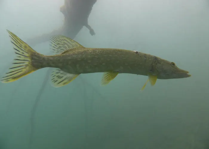 Πανσιόν Haus Binter